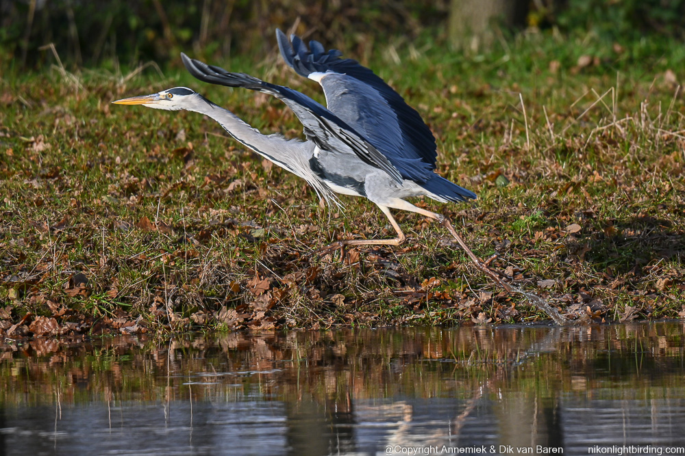 Grey Heron