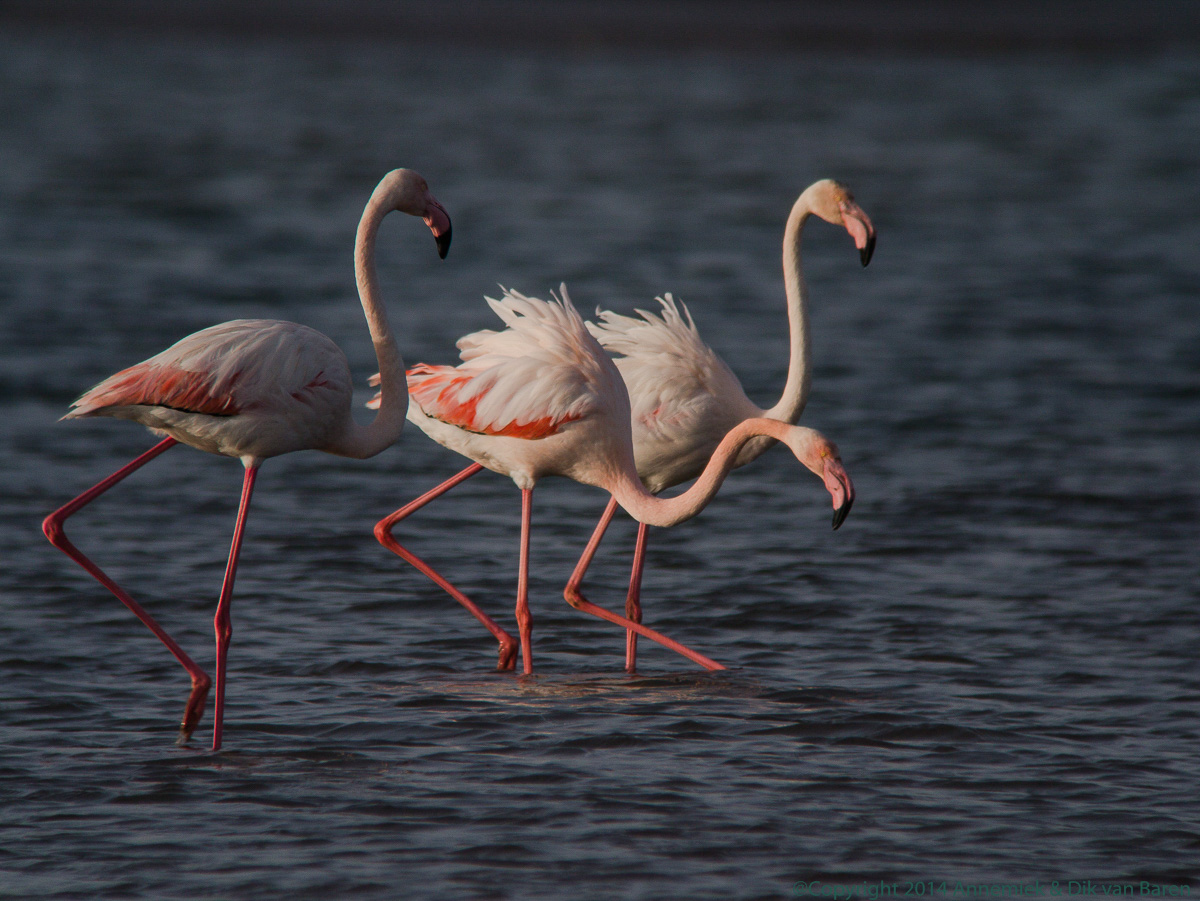 flamingo