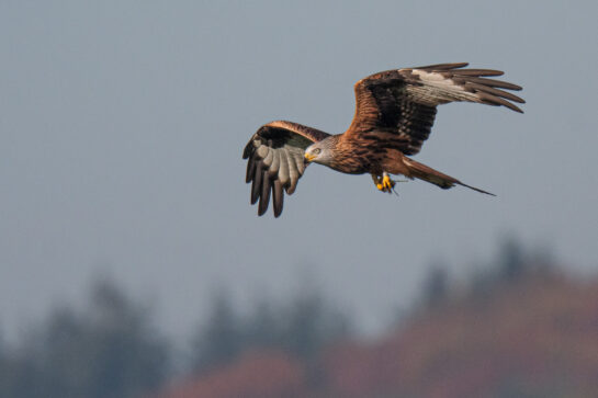 red kite