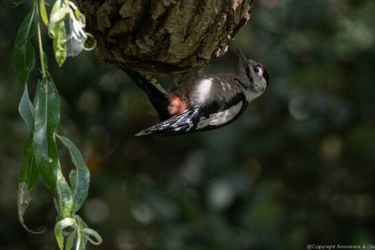 great spotted woodpecker