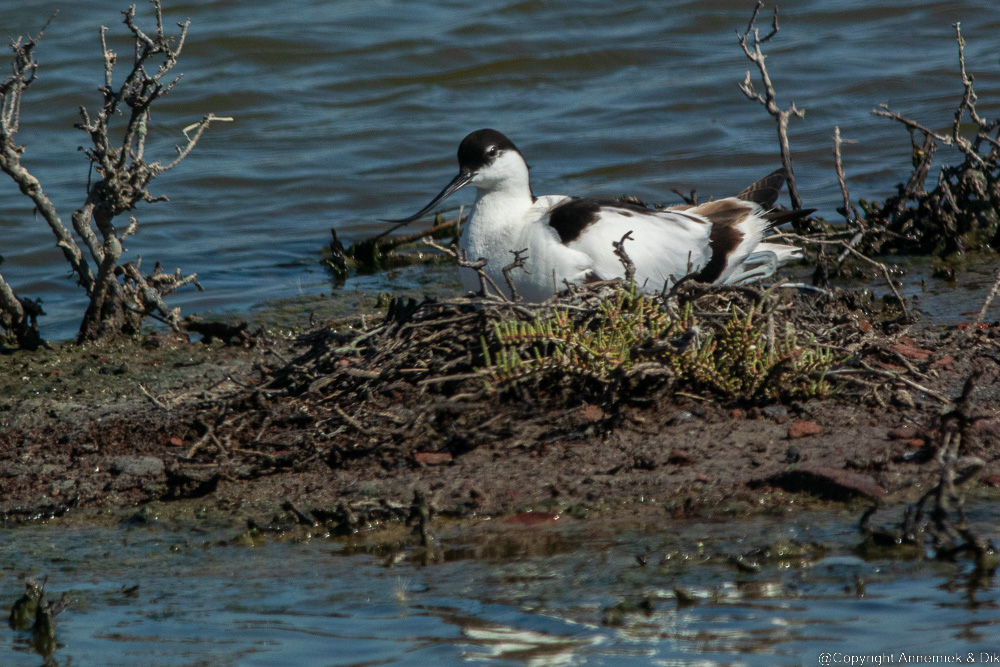avocet