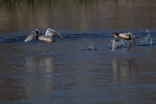 Goosander