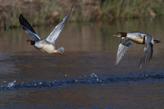 goosander