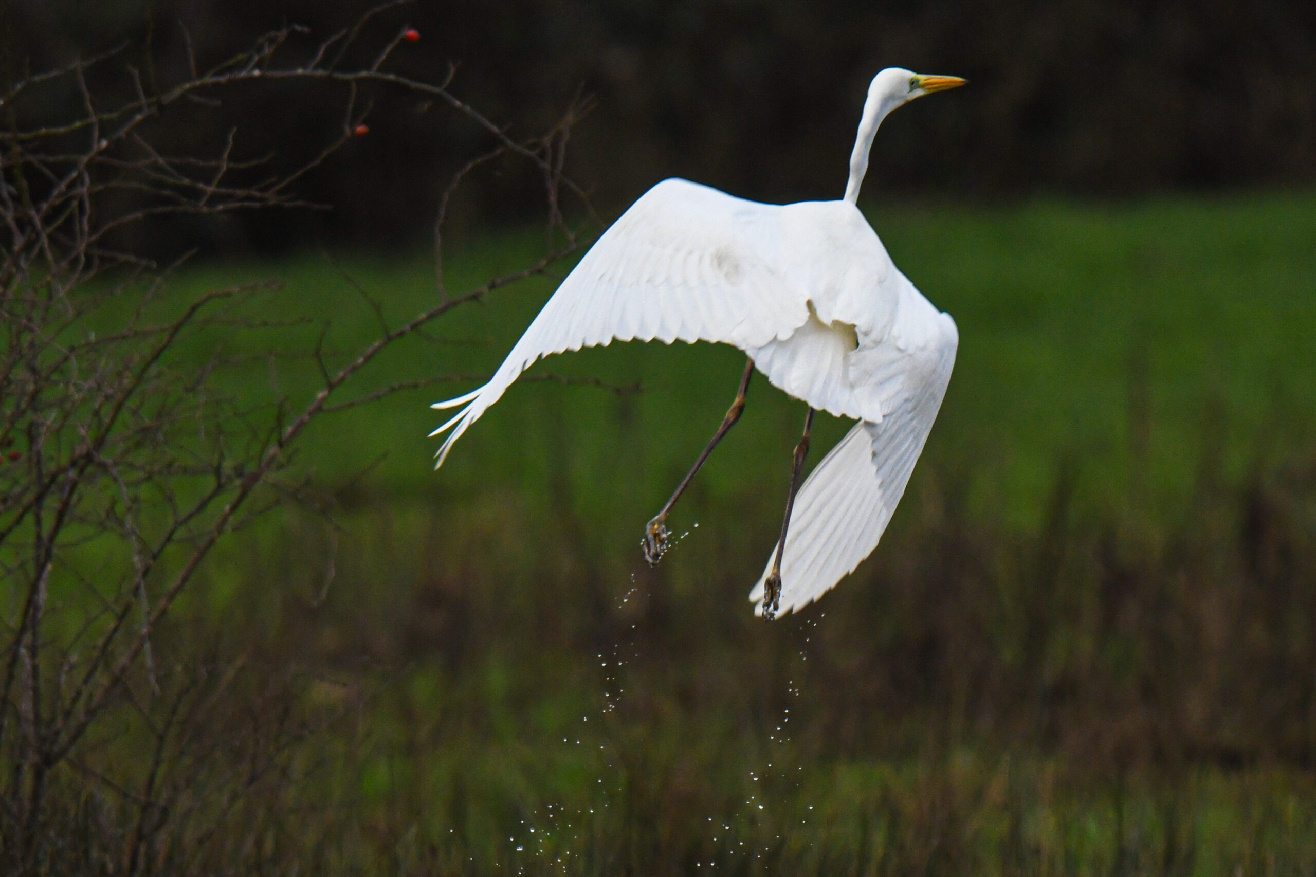 great white heron