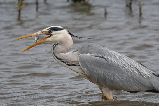 grey heron