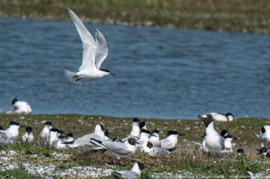 sandwich tern