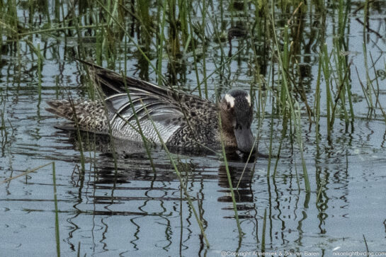 garganey