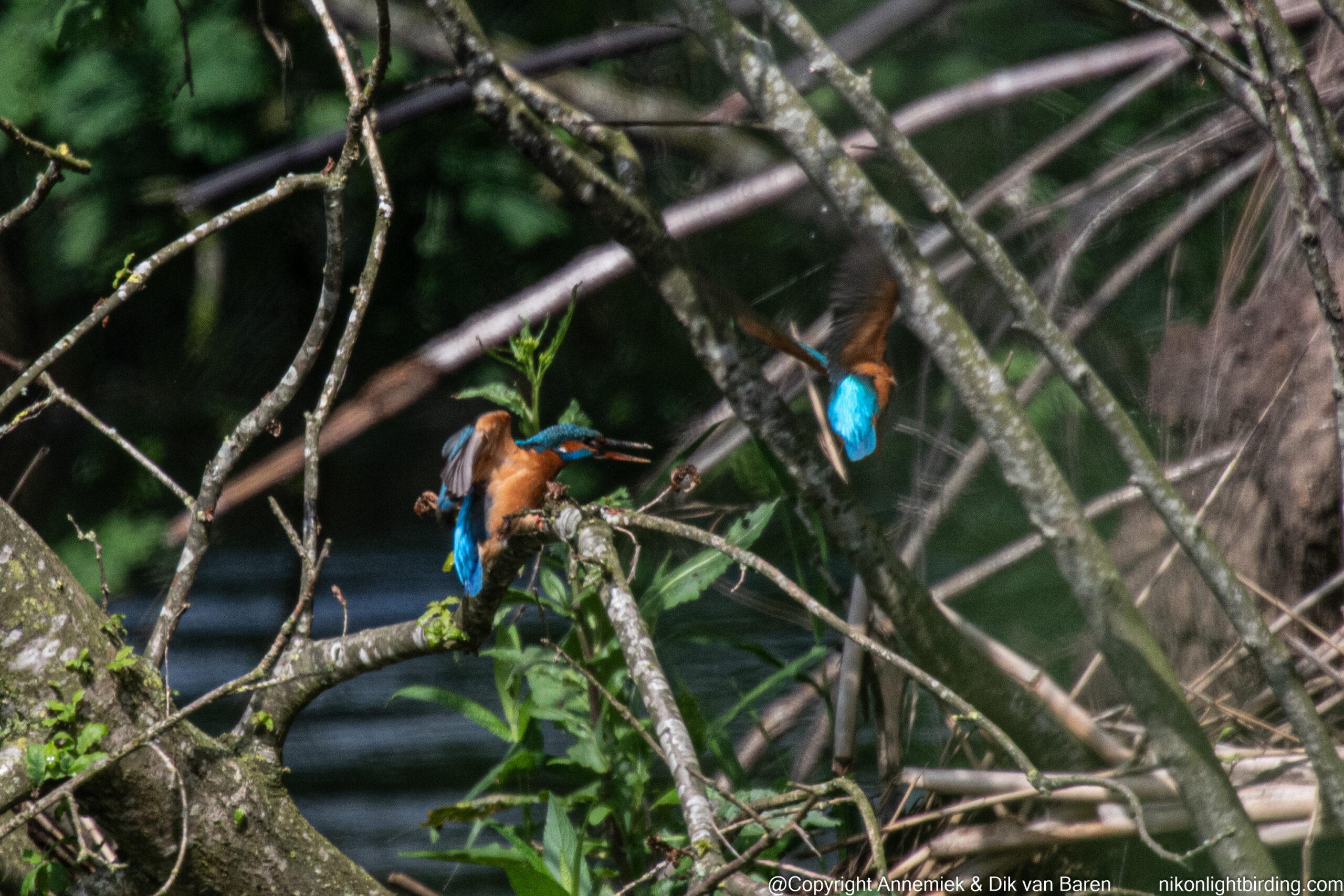 kingfishers