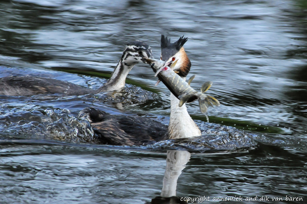 Great crested grebe