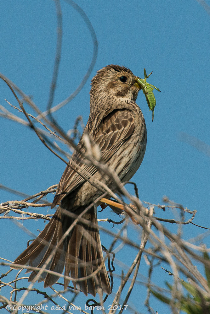 corn bunting
