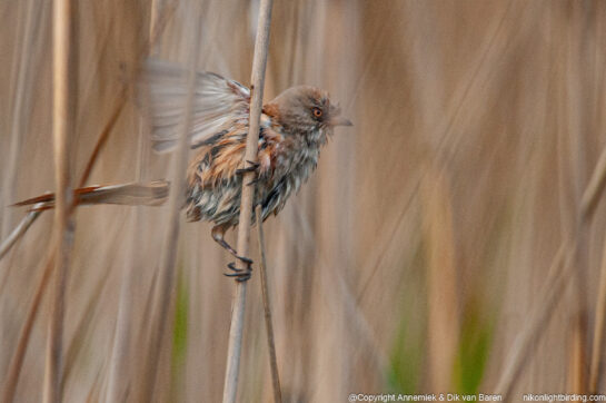 bearded tit