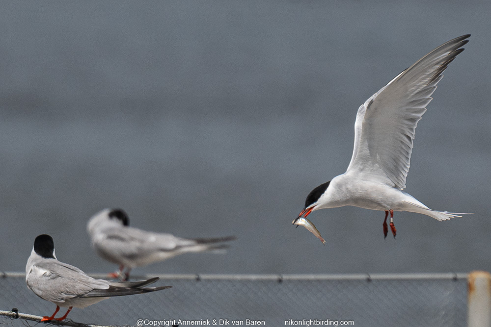 common tern