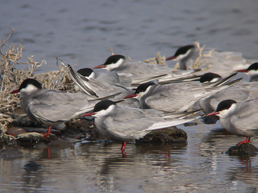 common tern
