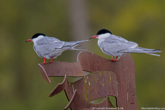 common tern