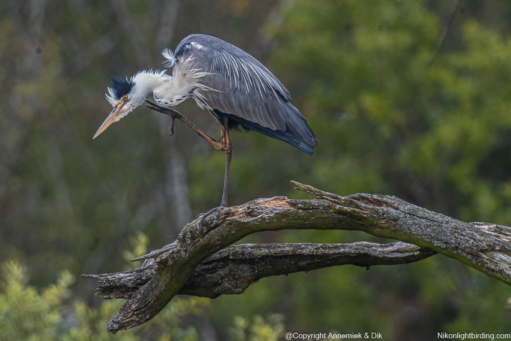 grey heron