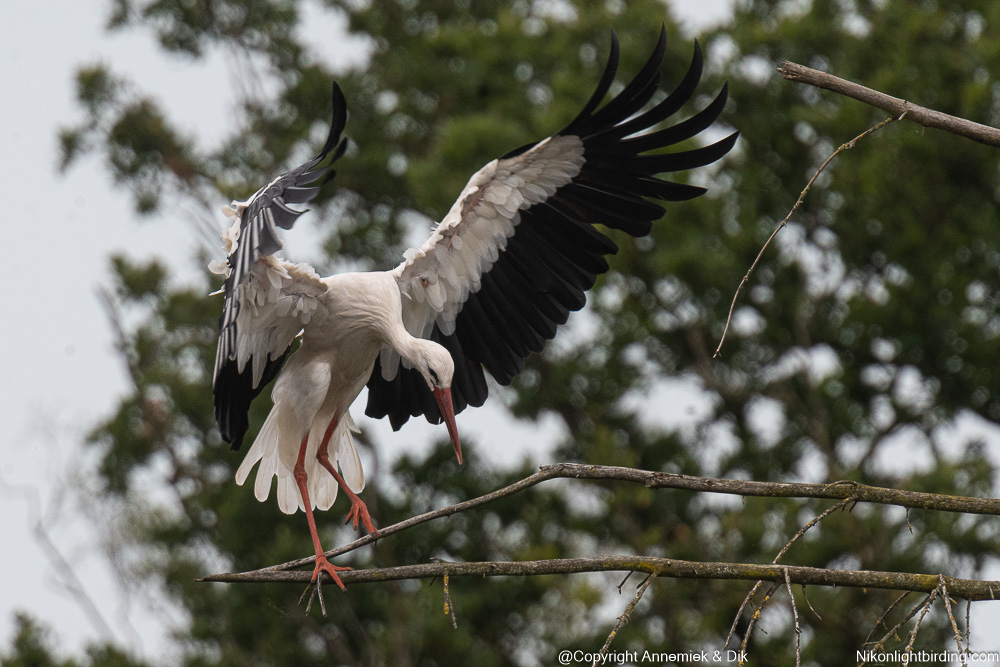 white stork