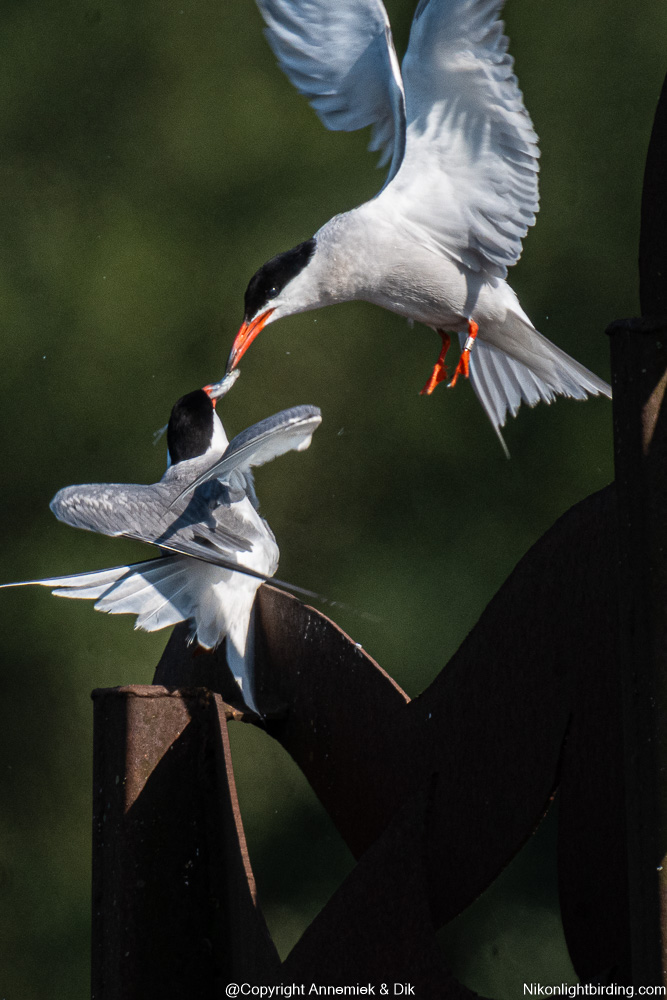 common tern