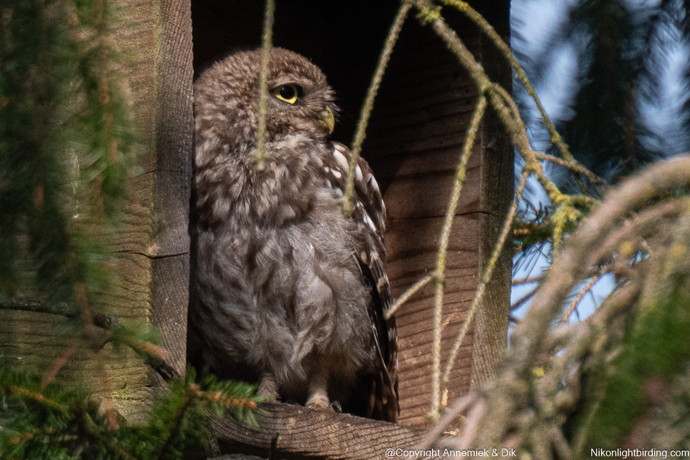 little owl