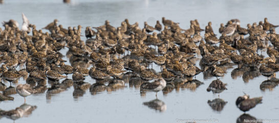 golden plover