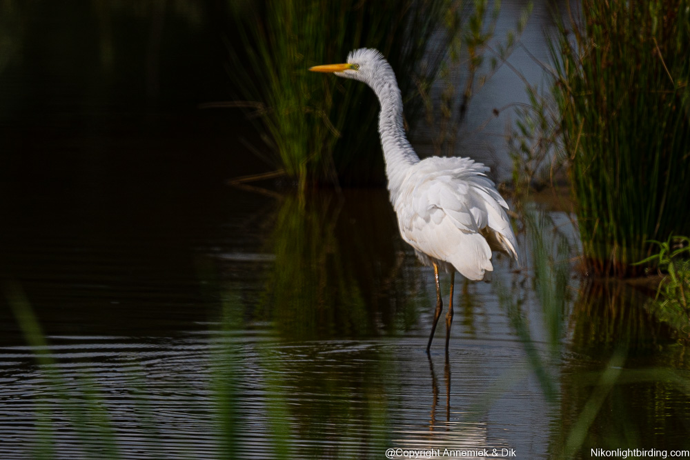 great white heron