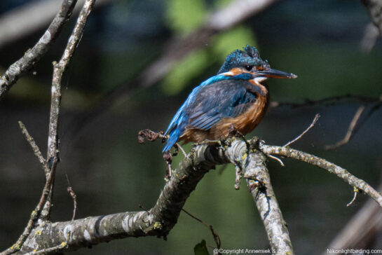 kingfisher