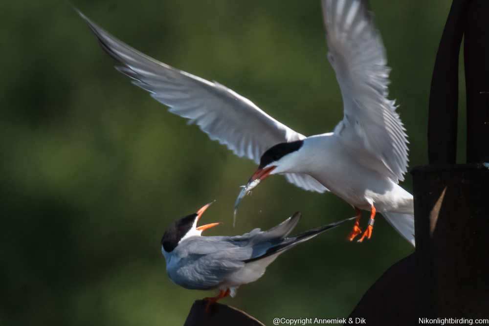 common tern