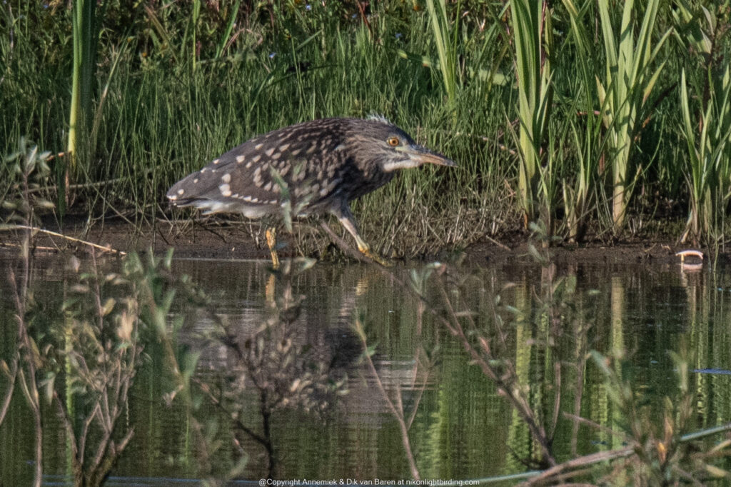 night heron juvenile