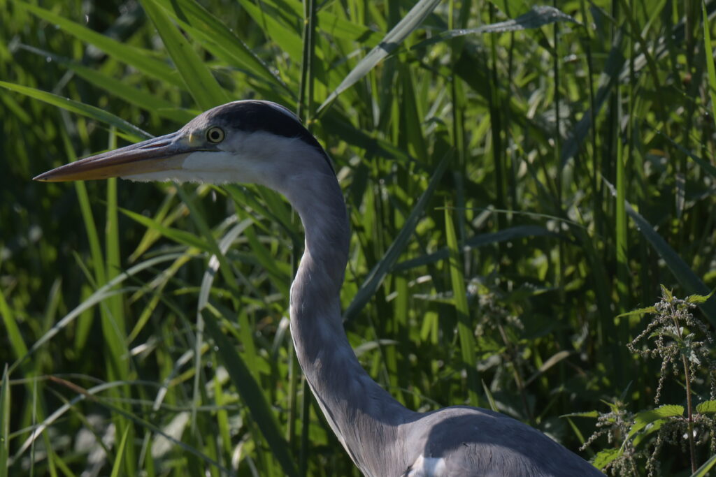 grey heron