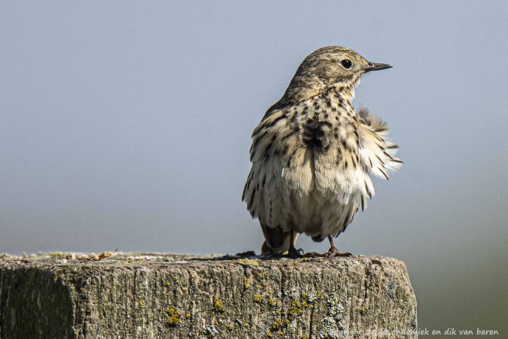 meadow pipit