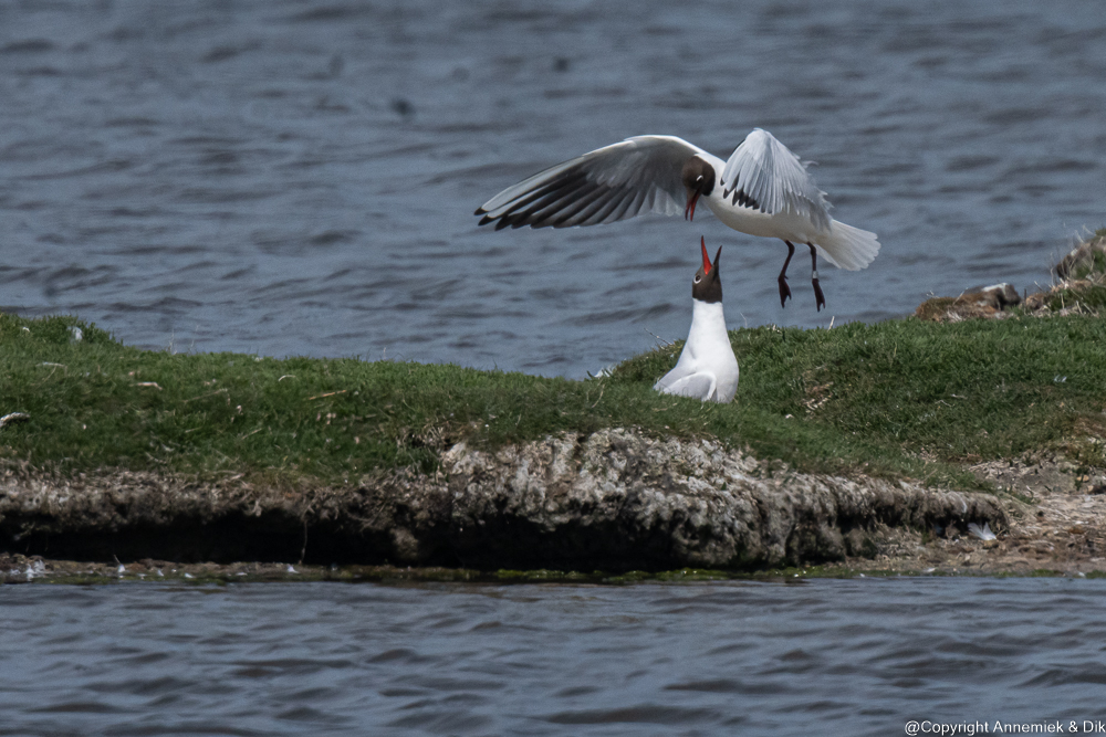 black-headed gull