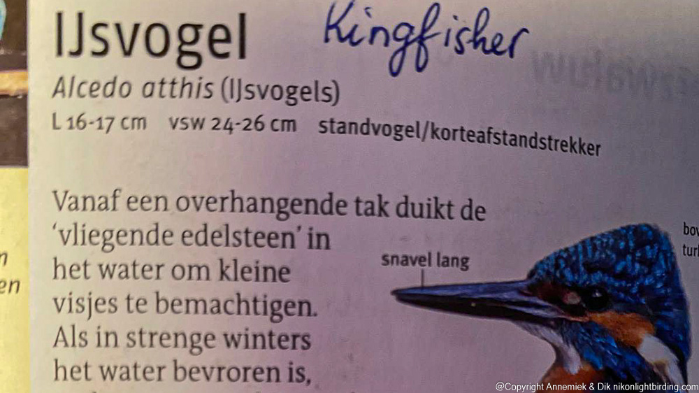 page kingfisher tirion