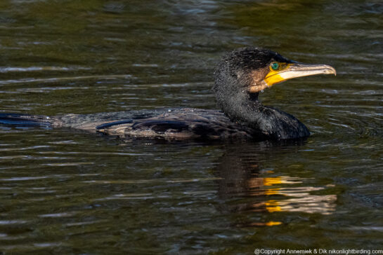 cormorant