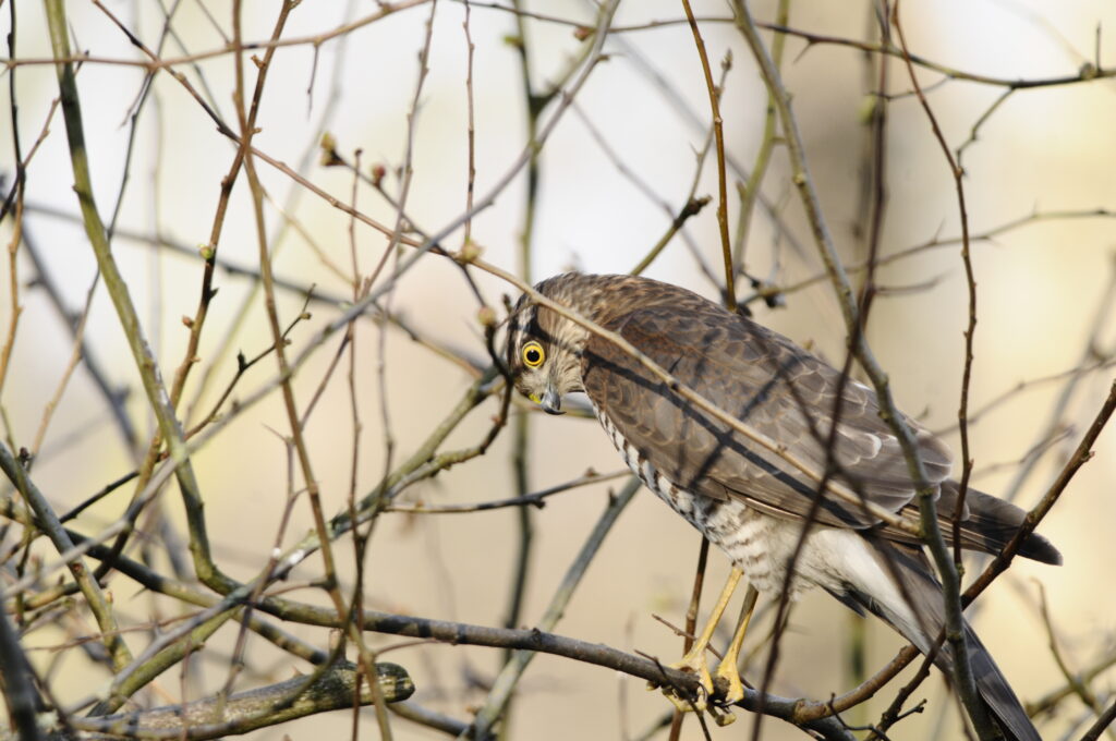 sparrow hawk