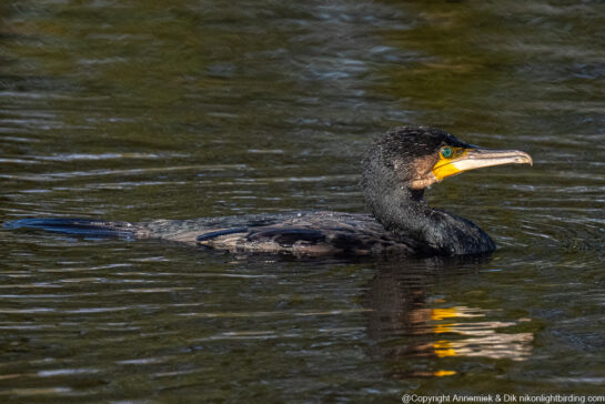cormorant