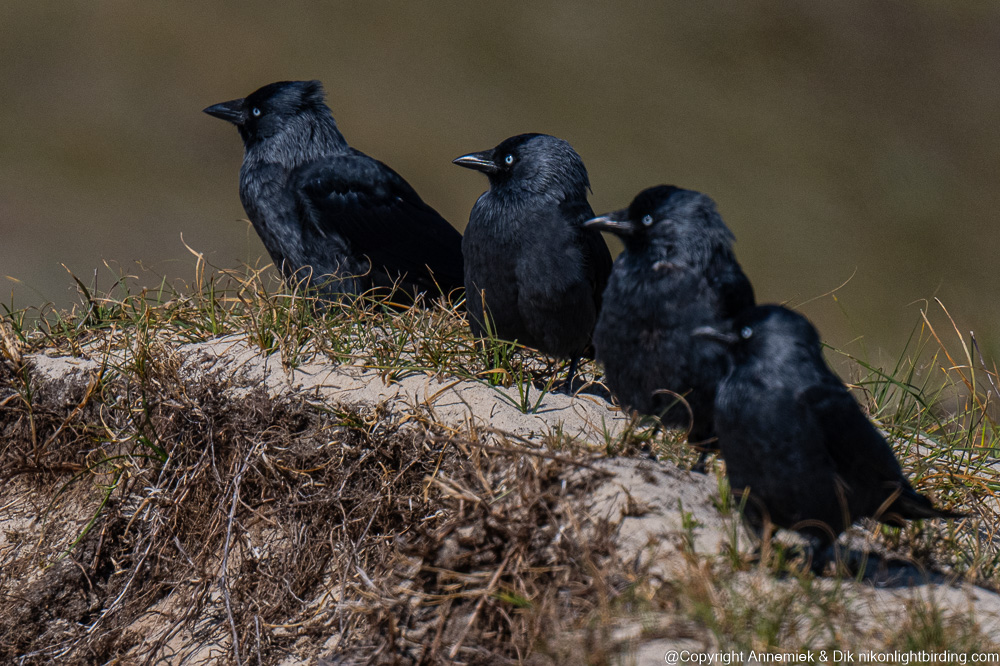 jackdaw