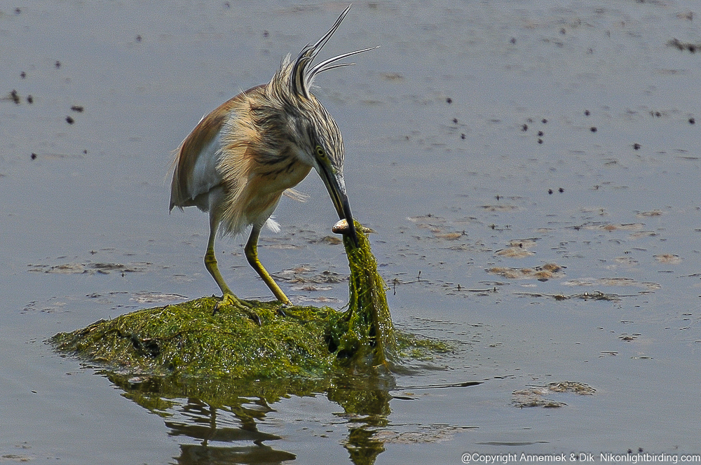little bittern