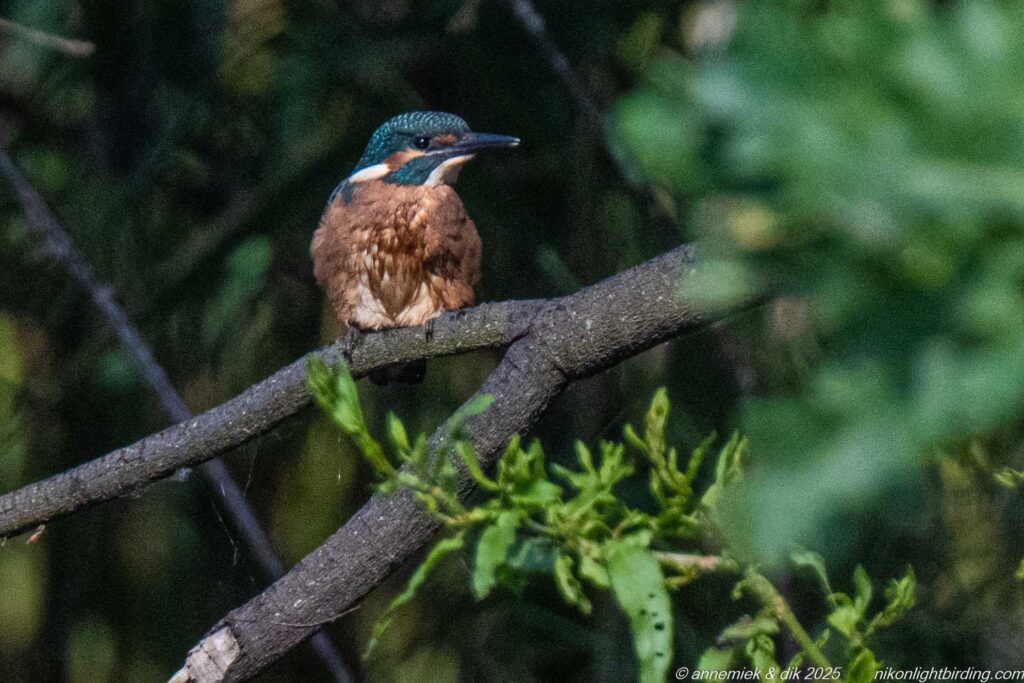 This image has an empty alt attribute; its file name is DSC_9397-1024x683.jpg