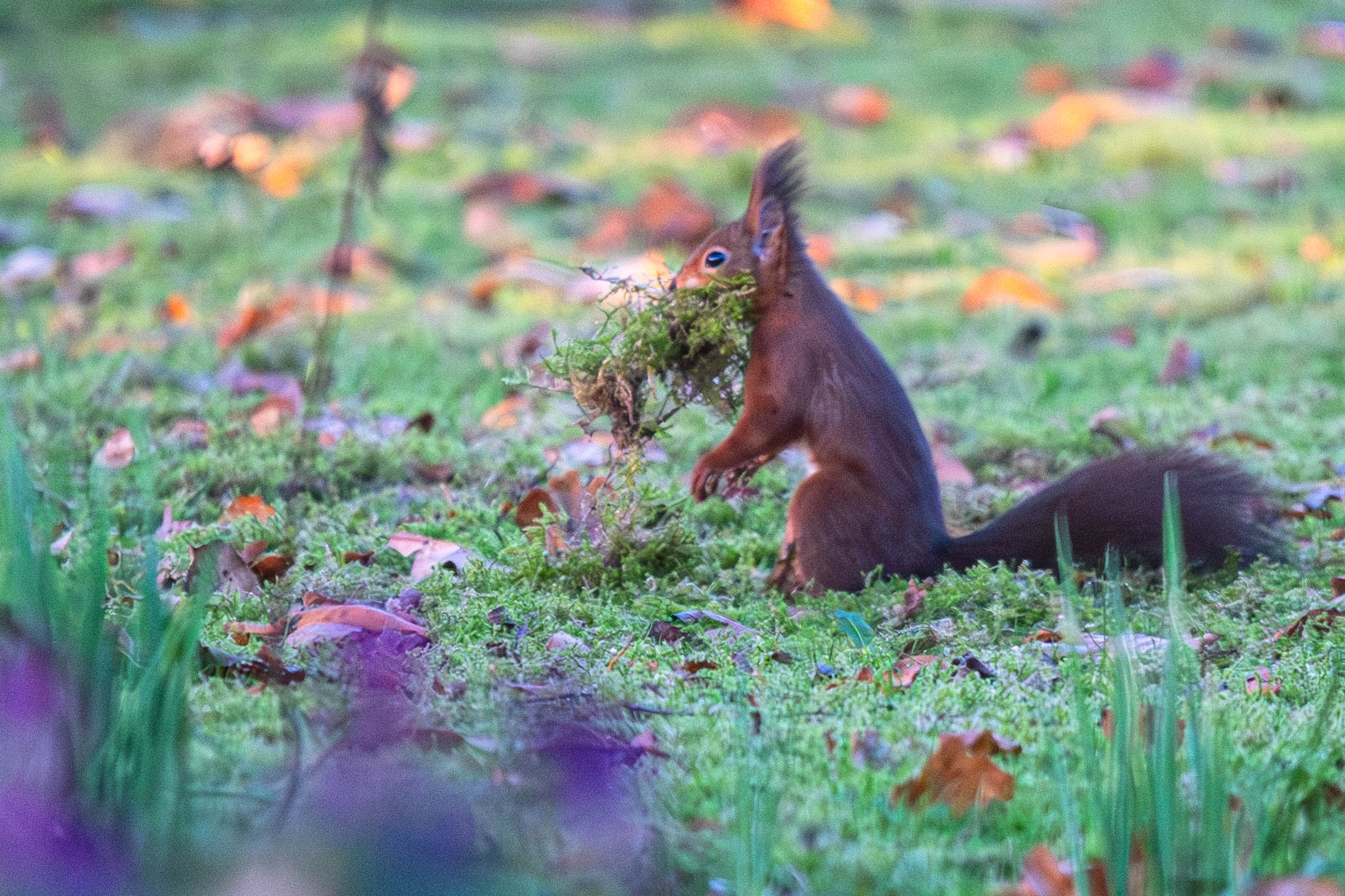 squirrel