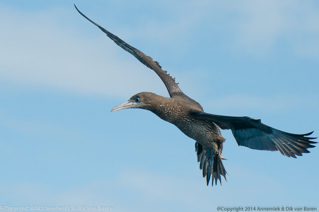 Gannet